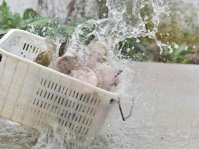 技术视角下的“功德”交易：直播间放生产业链的生态风险深度剖析